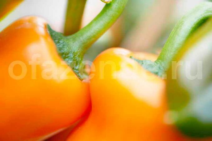 Pěstování papriky. Ilustrace pro článek je určen pro standardní licence © ofazende.ru