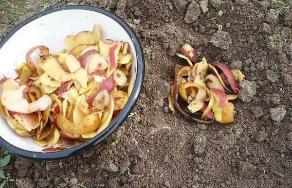 Použití slupky z brambor v zahradě. Odpadu, který je přínosem