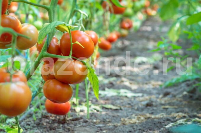 Rajče věda. tváření provedení rajčatové keře