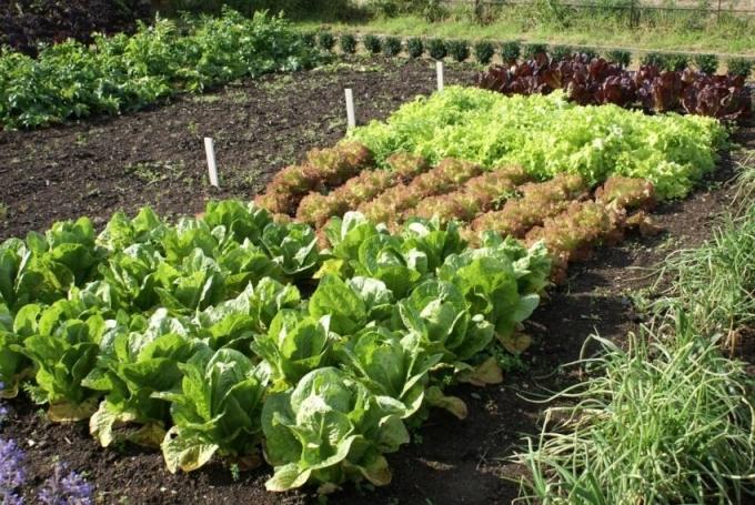 Vytvoření zeleninovou zahradu pro začátečníky: On, který v první řadě věnovat pozornost
