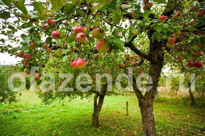 Odrůdy jabloní a výběr sazenic