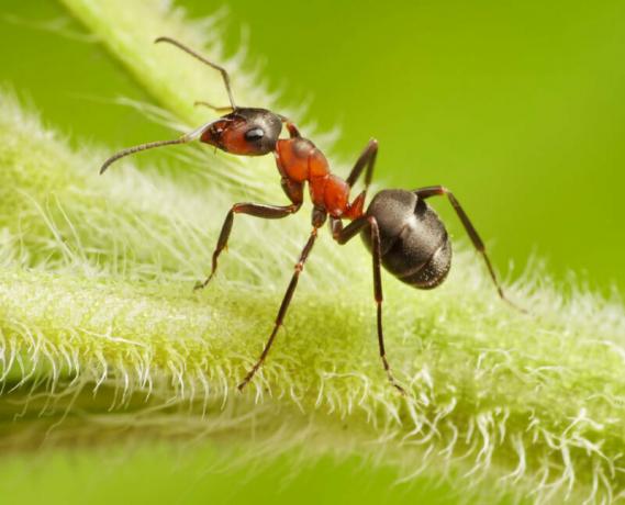 Účinným prostředkem zahradních mravenců nalezen!