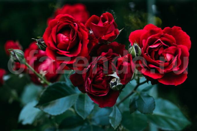 8 tajemství pěstování růží