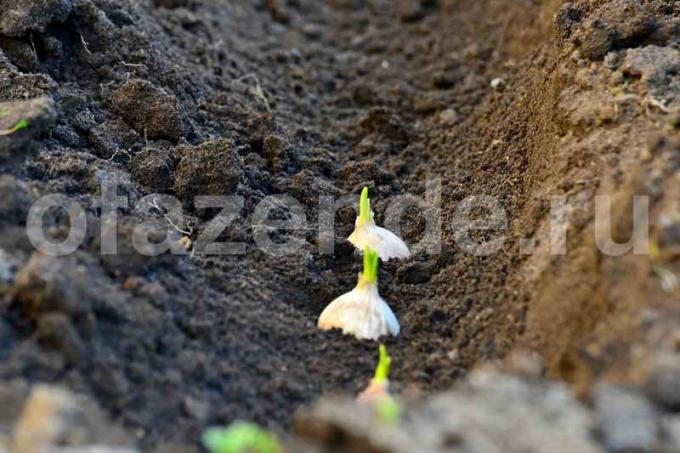 Pěstování česneku. Ilustrace pro článek je určen pro standardní licence © ofazende.ru