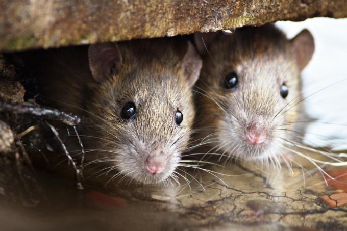 Co izolační myší nekoušou? Výsledky experimentu.
