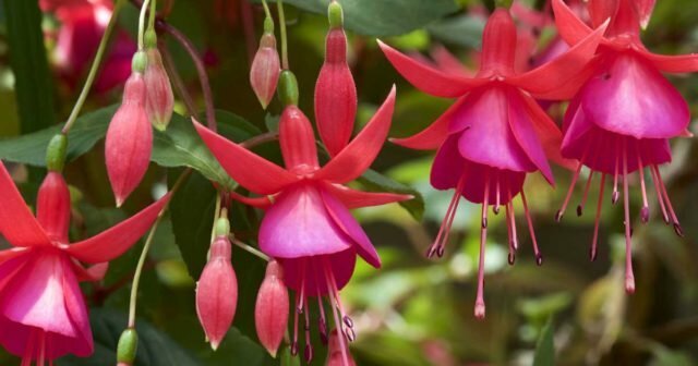 Rostlin Fuchsia: fotografie, druh, pěstování, výsadby a péče doma