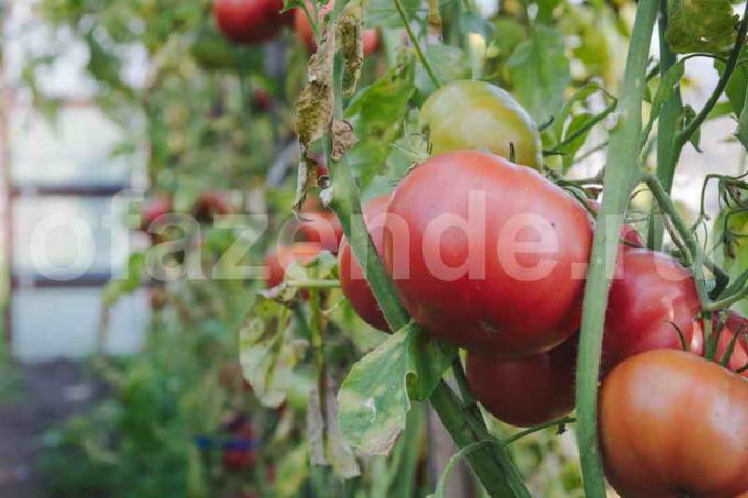 Pěstování rajčat. Ilustrace pro článek je určen pro standardní licence © ofazende.ru