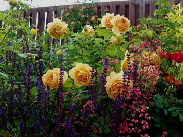 Co dělat v květinové zahradě v červenci: 5 důležitých kroků, které je třeba nyní udělat
