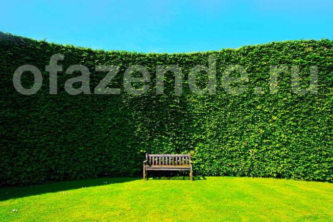 Hedge na svůj web: tipy zahradníky