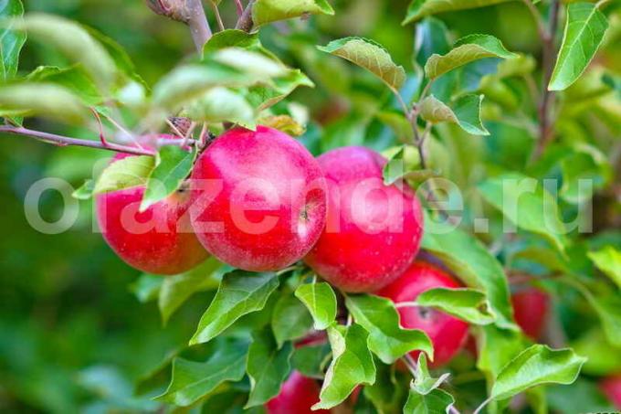 Jablka na mladé jabloně. Ilustrace pro článek je určen pro standardní licence © ofazende.ru