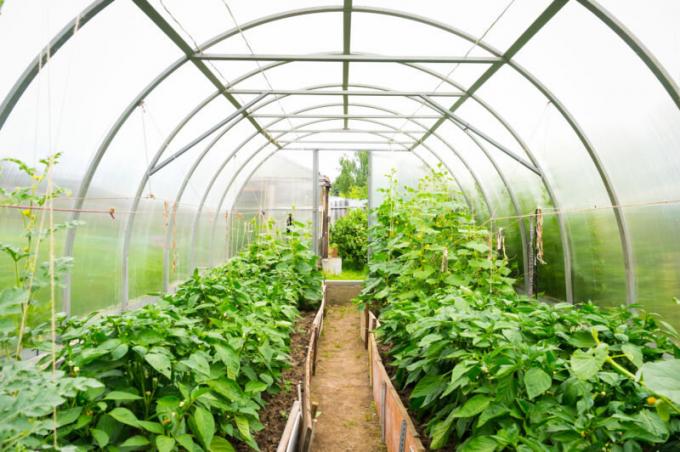 Pro normální vývoj zahradnických plodin vyžaduje dostatečný prostor uvnitř skleníku. Ilustrace pro článek je určen pro standardní licence © ofazende.ru