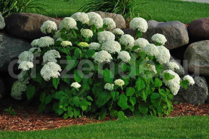 Hydrangea: zvláštní péči a krmení domácí opravné