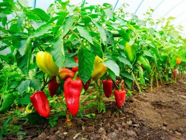 Sladká paprika - moje tajemství výsadbu a pěstování