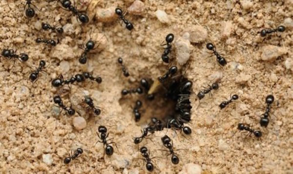 Mravenci přinese mnoho výhod na zahradu. Není třeba zničit