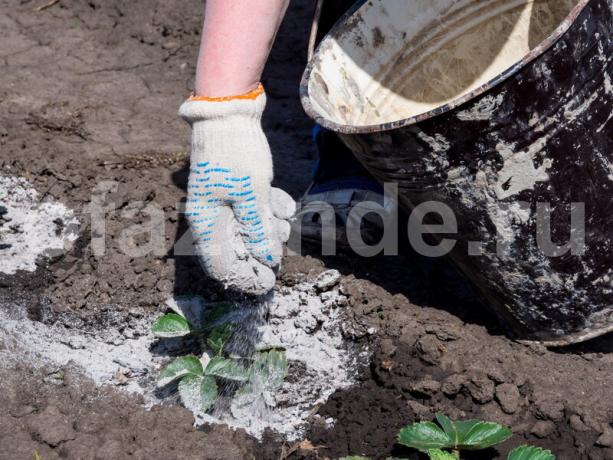 Hnojivých jahody. Ilustrace pro článek je určen pro standardní licence © ofazende.ru