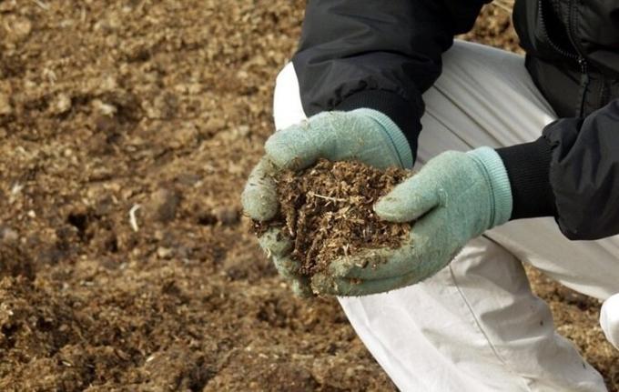 Proč zahrádkáře použití odpadu hnoje na svém pozemku