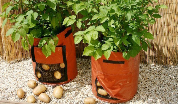 Výsadbě brambor v pytlích: nová technologie, nebo ztráta času?