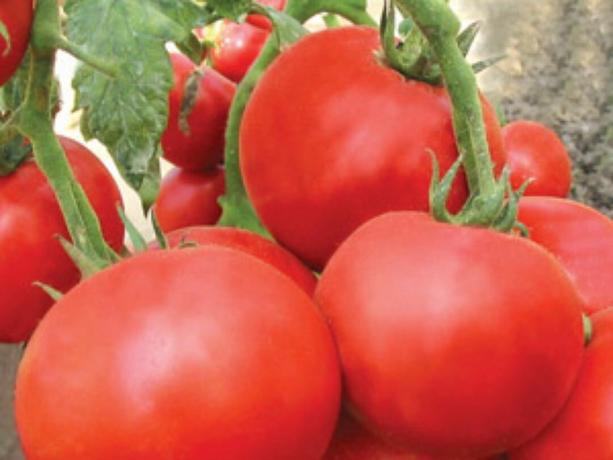 Většina rané odrůdy rajčat: typů a popisů