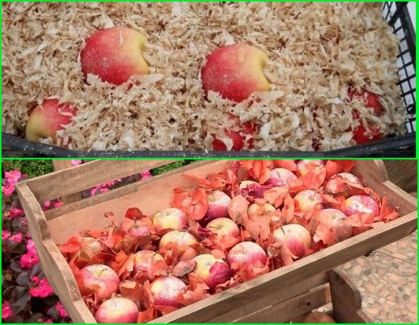 Metody pro zimní uskladnění jablek
