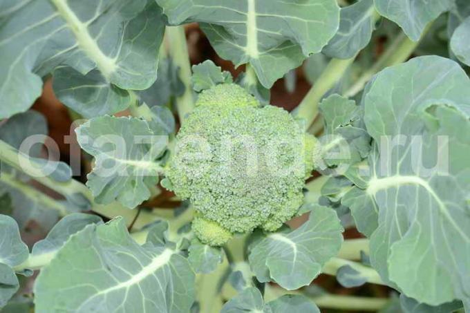 Rostoucí brokolici. Ilustrace pro článek je určen pro standardní licence © ofazende.ru