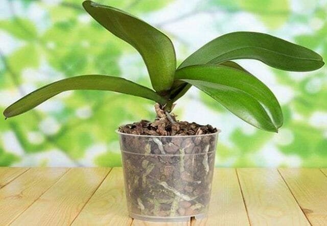 Proč ne kvést orchideje, a jak se ji přesvědčit, abyste uvolnili novou šipku