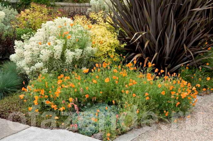 Nenáročné stálezelených rostlin na zahradě: tipy pro zahradníky