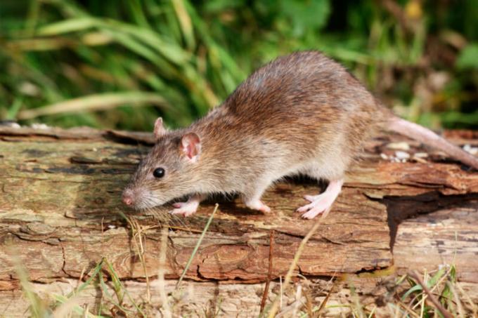 10 tipů, jak se zbavit myší ve venkovském domě (v jen prověřené prostředky!)