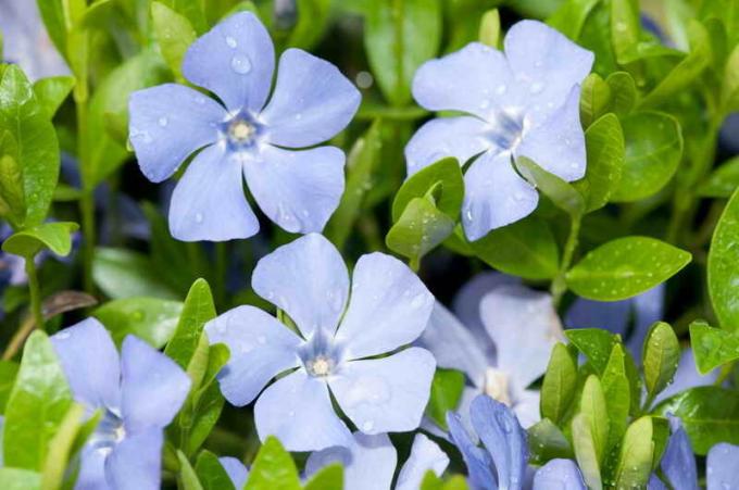 Plíživý byliny ve vaší zahradě: tipy pro zahradníky
