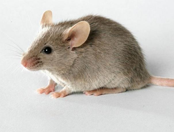 Neočekávané a efektivní způsob jak se zbavit myší v domě