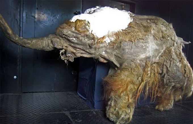 Mumie mamuta.