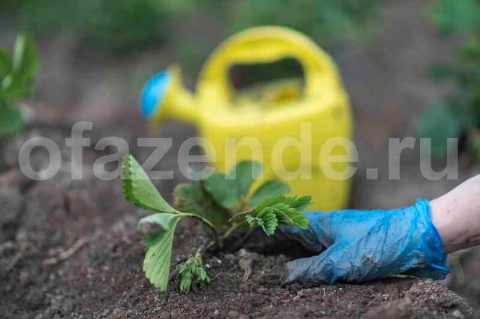 Pěstování jahod. Ilustrace pro článek je určen pro standardní licence © ofazende.ru