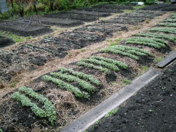Na zelené hnojení je stejně důležité připravit půdu
