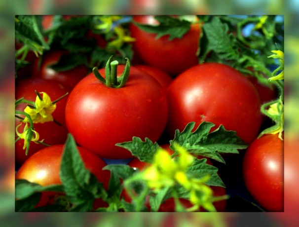 5 nejlepších poskytující nenáročné a cukr sladký zakrslých rajčat odrůdy pro vaši zahradu