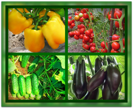 Vaše zelenina poroste mílovými kroky! 👍