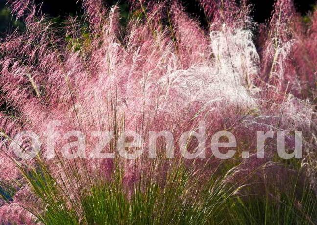 Okrasné trávy ve vaší zahradě: tipy na zahrádkáře