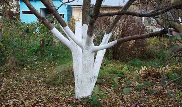 Postup, který pomáhá ovocné stromy snadněji přežít zimu