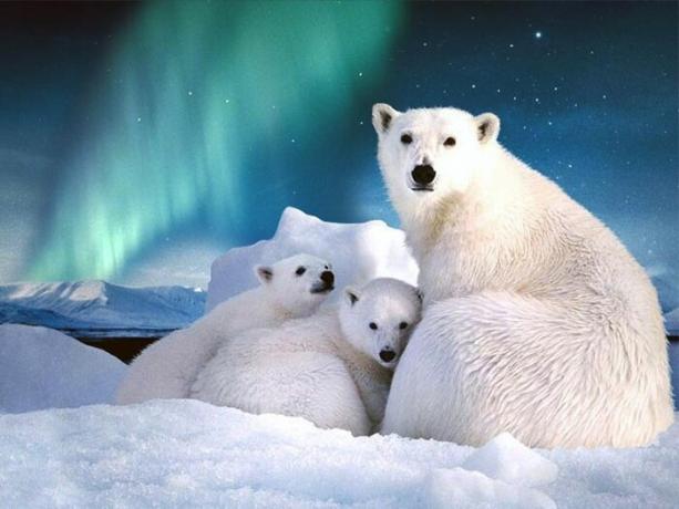Na Špicberkách je víc než tisíc druhů ledních medvědů.
