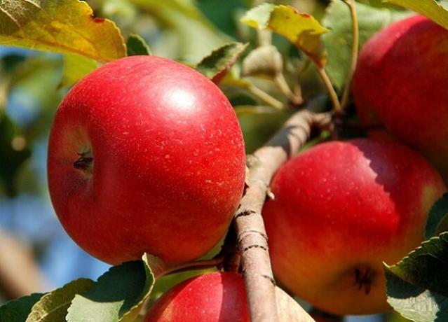 Pěstování jablek. Ilustrace pro článek je určen pro standardní licence © ofazende.ru
