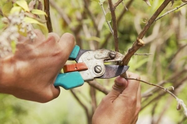 Když budete potřebovat řezat ovocné stromy