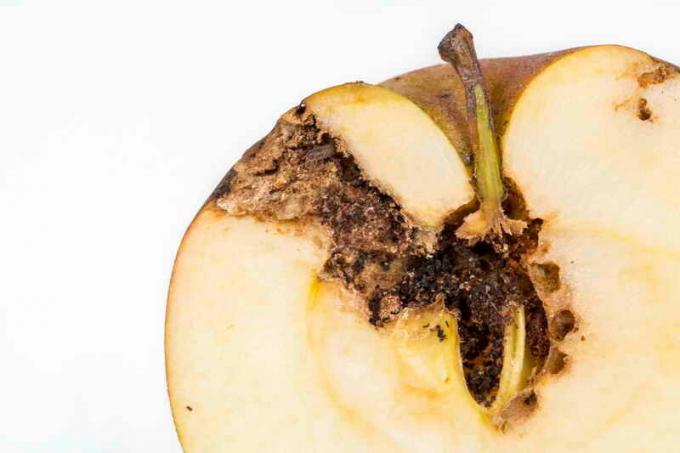 Jak se chránit váš jabloň od ognovki a můra