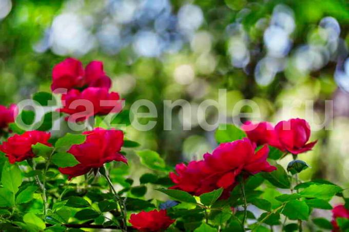 Bush kvetoucí růže. Ilustrace pro článek je určen pro standardní licence © ofazende.ru