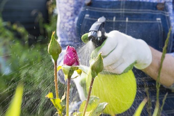 6 chyb v jejich letním aplikaci chata pesticidů