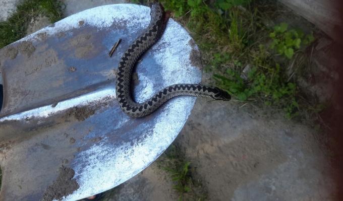 V kompostu jámy se dostal hada: Co dělat?