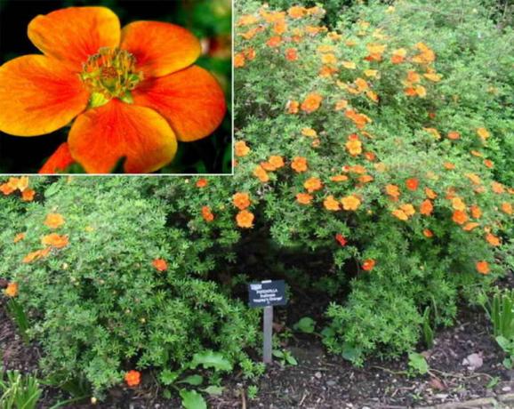 Kompaktní malé listnaté Bush s oranžovými květy