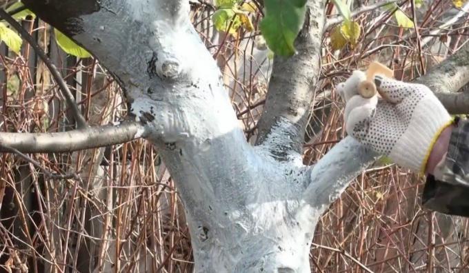 Nevýhody malty, proč je lepší nepoužívat pro bílení stromů