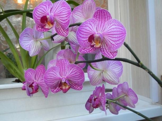 Co dělat s stopky orchidejí po odkvětu na další přicházejí rychleji