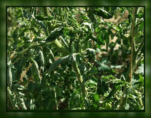 V rajčatové leaf curl 🍃 Nepropadejte panice! 🍃 Co dělat: Poradenství zkušeného zahradníka.