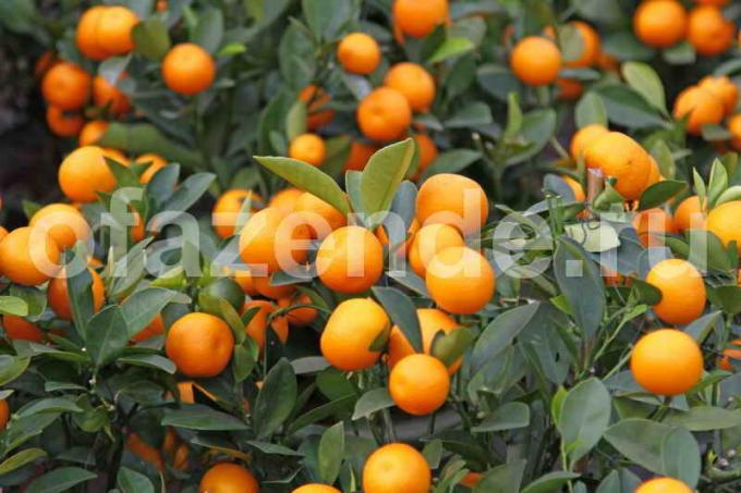 Rostoucí mandarinka strom. Ilustrace pro článek je určen pro standardní licence © ofazende.ru