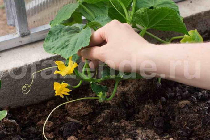 Pěstování okurek. Ilustrace pro článek je určen pro standardní licence © ofazende.ru